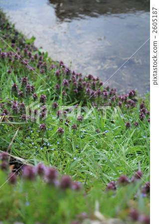 lamium purpureum, purple dead nettle, bloom 2605187