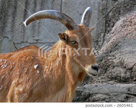 Burberry Sheep - Stock Photo [2605461] - PIXTA