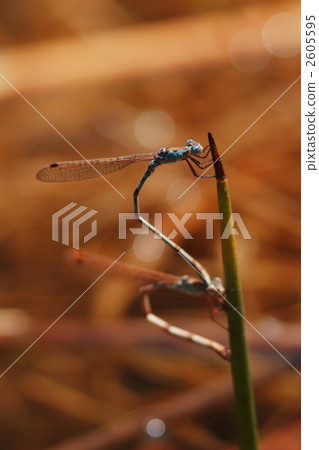 Hoshomiotomizumbo在產卵期間 Hoshomiotomizumbo在產卵期間 2605595