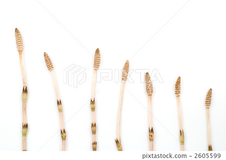 Tsukushi lined up 2605599