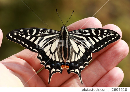 與燕尾的手騎 2605618