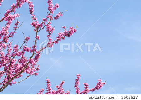 Hanazu Ow花和藍天 2605628