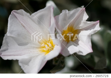 Konboruburusu Konboruburusu 2605728