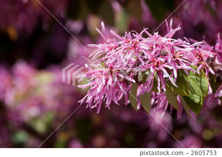 Safflower Tokiwamansaku 2605753