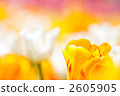 鬱金香 特寫 花園 2605905