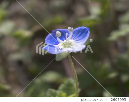 Lilacaraxa 2605995
