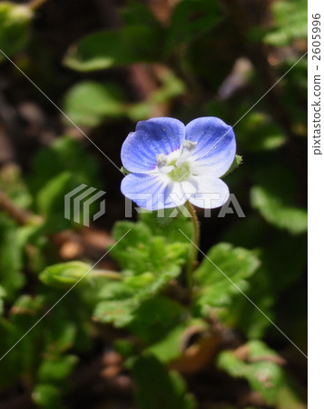 Lilacaraxa 2605996