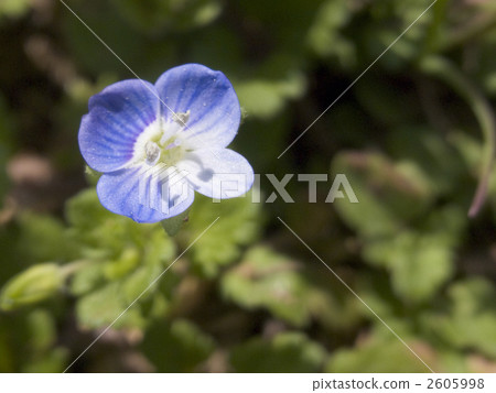 Rurikarakusa Rurikarakusa 2605998