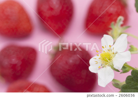 草莓花 2606036