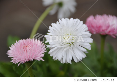 蒂羅爾雛菊 蒂羅爾雛菊 2606053