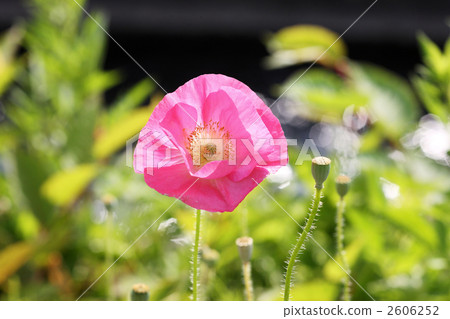 罌粟 罌粟 2606252