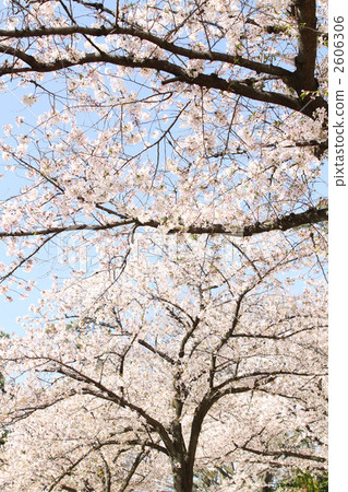 在Mukikawa公園的櫻花 2606306