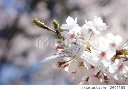 Omikuji and cherry blossoms Omikuji and cherry blossoms 2606363