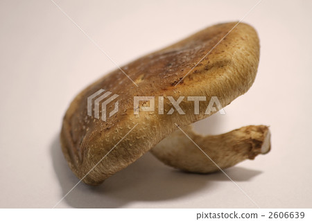 香菇 2606639