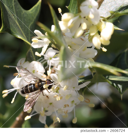Holly flowers and skiva barrioves 2606724