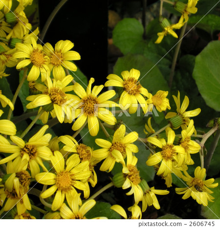 大吳風草 大吳風草 2606745