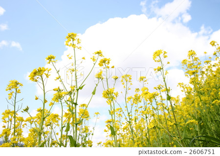 油菜花和藍天 油菜花和藍天 2606751