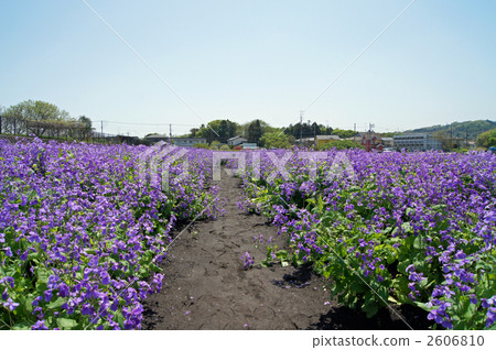 各種各樣的菜花園 各種各樣的菜花園 2606810