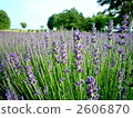 Lavender macro 2606870