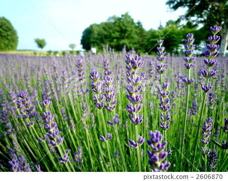 Lavender macro Lavender macro 2606870