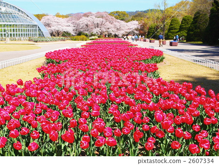 inside of park, kyoto, kyoto city 2607334