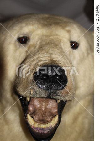 白熊 熊 動物 2608406