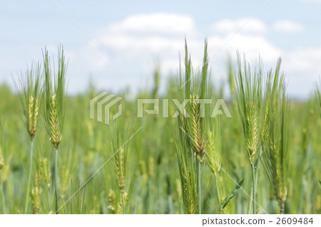 Barley 2609484