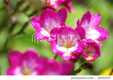 Freesia with dew Freesia with dew 2609504