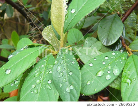 Leaves of southern sky after rain 2609520