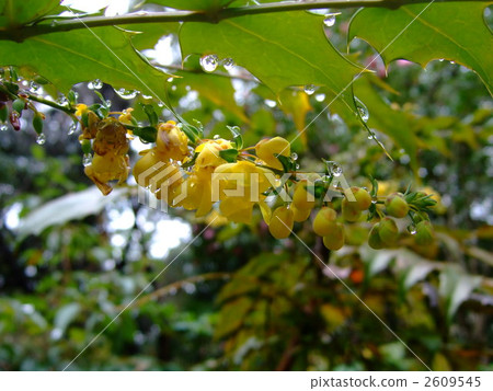 十大功勞 蓓蕾 花朵 2609545