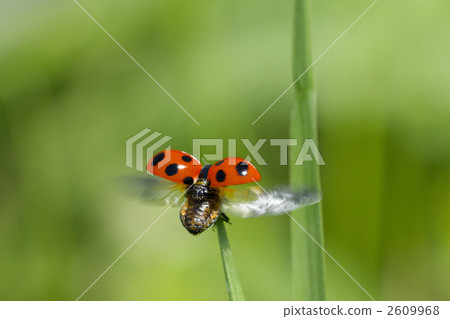 Flying Ladybird 2609968
