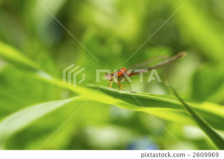 Fresh green and Asiitombo 2609969