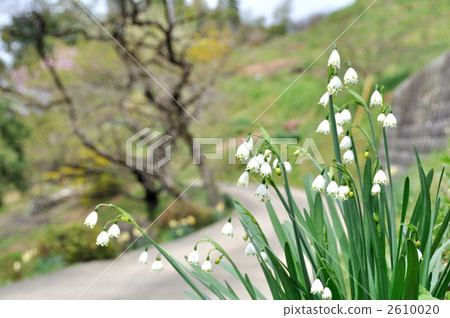 Yamazato的春天（雪框花） 2610020