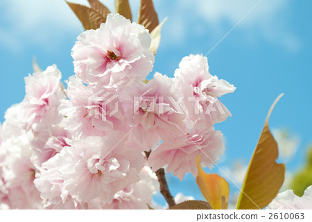 Wisdom female 2610063