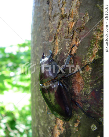 Stag beetle Stag beetle 2610165