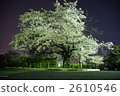 Cherry blossoms at night 2610546
