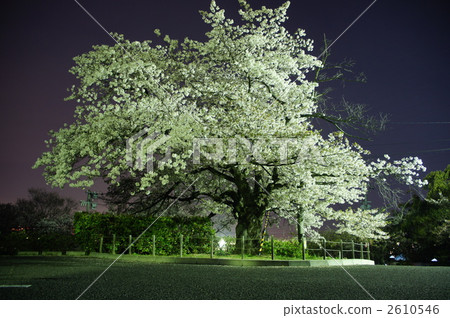 Cherry blossoms at night Cherry blossoms at night 2610546