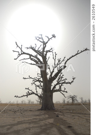 Baobab's tree 2610549