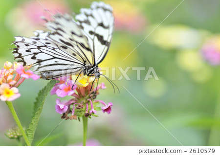 蝴蝶的天堂 2610579