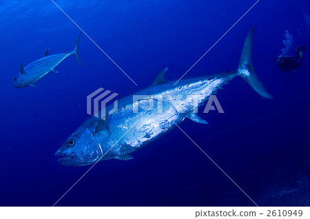 dogtooth tuna, fish, saltwater fish 2610949