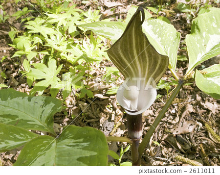 YUKIMOCHISOU YUKIMOCHISOU 2611011