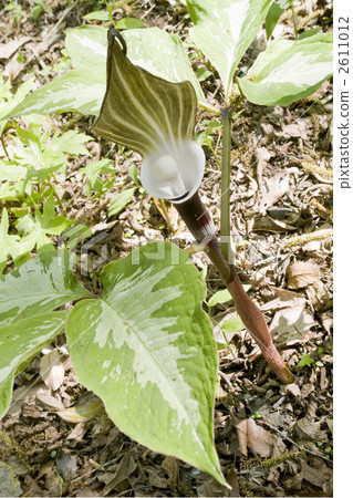 YUKIMOCHISOU 2611012