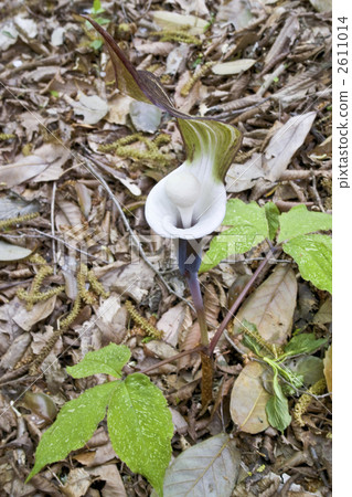 YUKIMOCHISOU 2611014