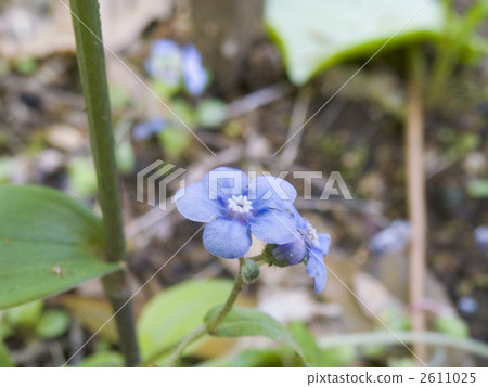 勿忘草屬 2611025