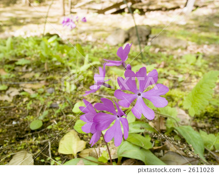 Japanese cherry primrose 2611028