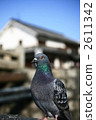  pigeon 2611342