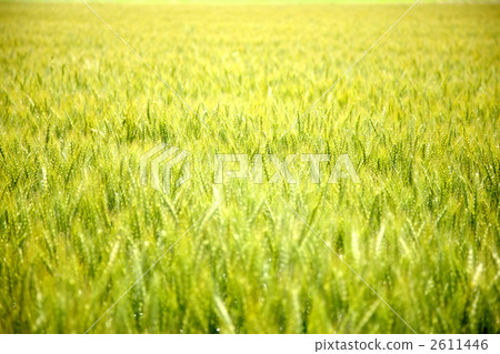 Wheat field Wheat field 2611446