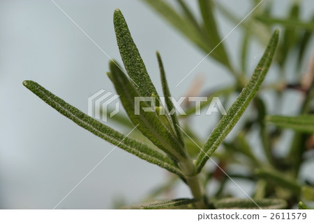 Rosemary (up) 2611579