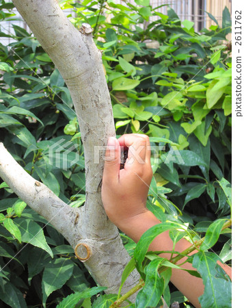 Summer vacation 2611762