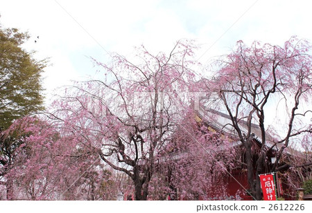 秋天顏色櫻花Kannondo 2612226